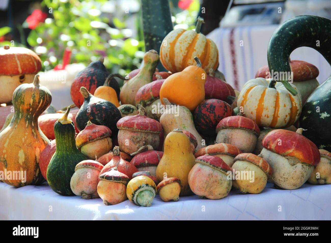 Autunno colore Pumpkins im intero mercato di alimenti. Tavolozze di colori ispirate all'autunno. Mercato di verdure d'autunno: Varietà di zucca e zucche. VARI TIPI PUMPK Foto Stock