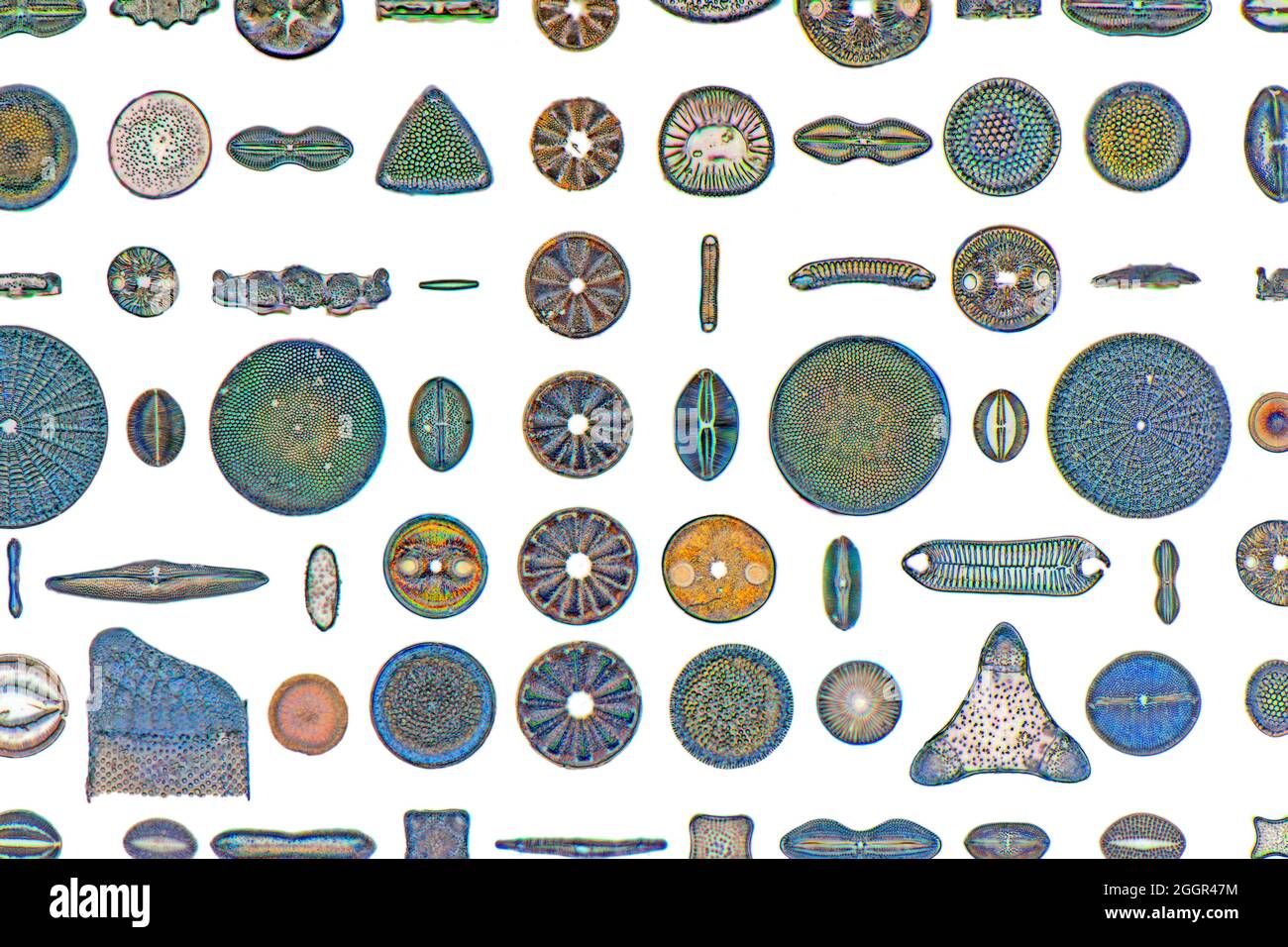 Diatomi fossili, Lomita, California, Stati Uniti d'America, selezione di forme diverse, ritaglio di fondo bianco Foto Stock