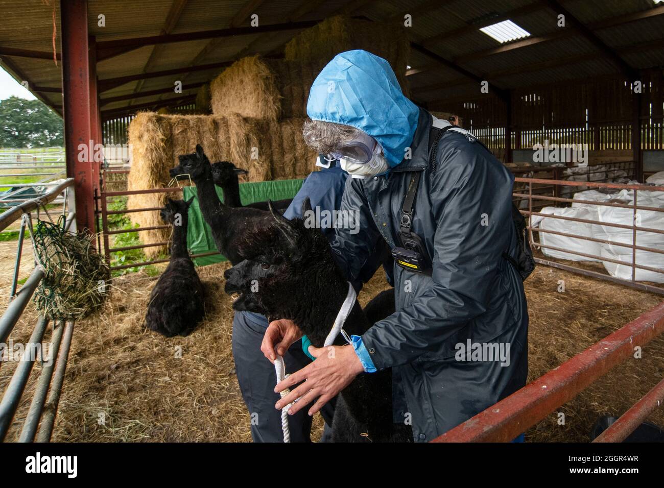 I veterinari DEFRA aiutati dalla polizia prendono Geronimo l'alpaca via a Shepherds Close Farm vicino a Wickwar, Gloucestershire. Foto Stock