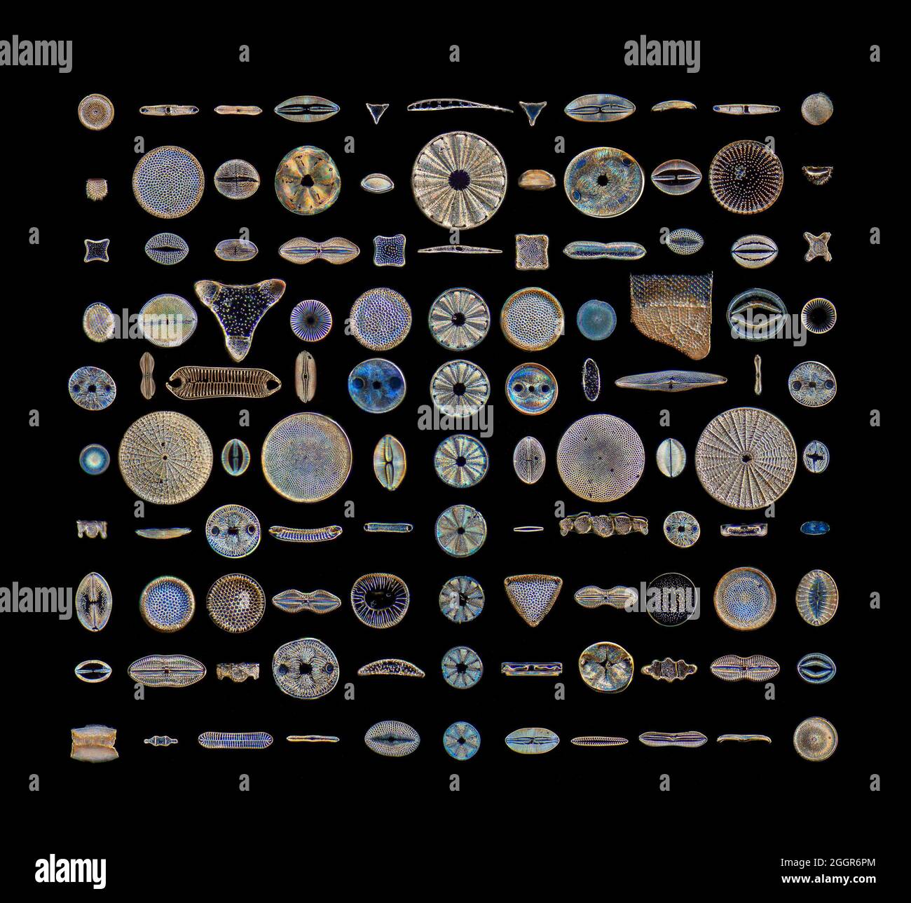 Fotomicrografia darkfield, diatomi fossili, Lomita, California, USA, selezione diversificata di moduli Foto Stock