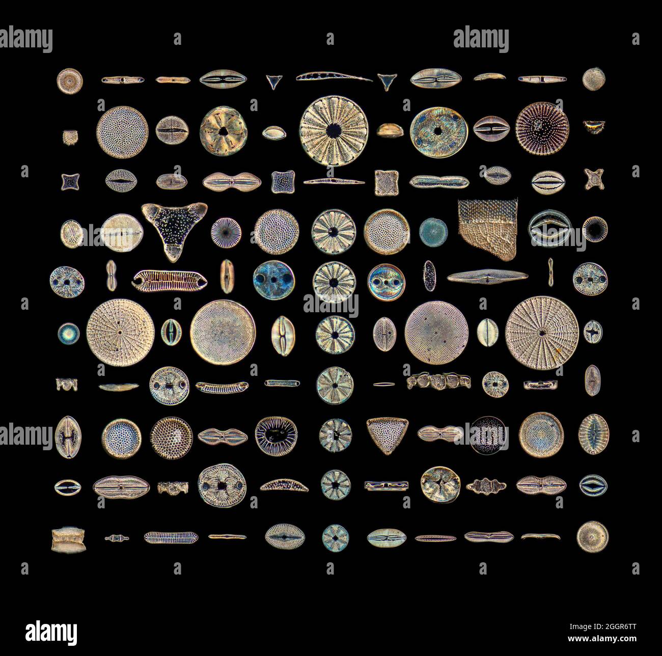 Fotomicrografia darkfield, diatomi fossili, Lomita, California, USA, selezione diversificata di moduli Foto Stock