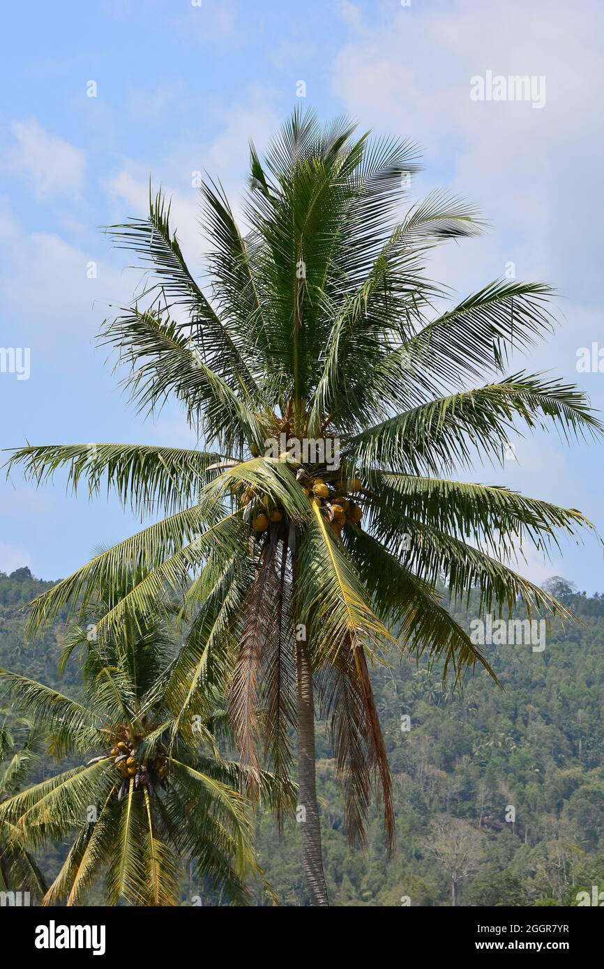 Albero di cocco, palma di cocco, Kokospalme, Kokosnusspalme, Kokosnuss,  Cocos nucifera, kókuszpálma, Indonesia, Asia Foto stock - Alamy