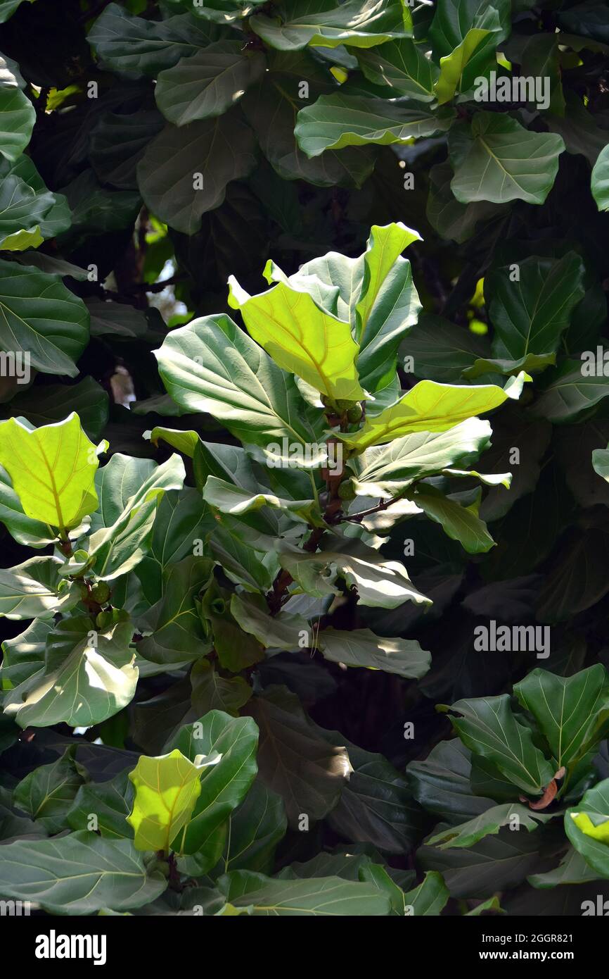 Fico a foglie di feddle, Geigen-Feige, Ficus lyrata, lantlevelű fikusz, Indonesia, Asia Foto Stock
