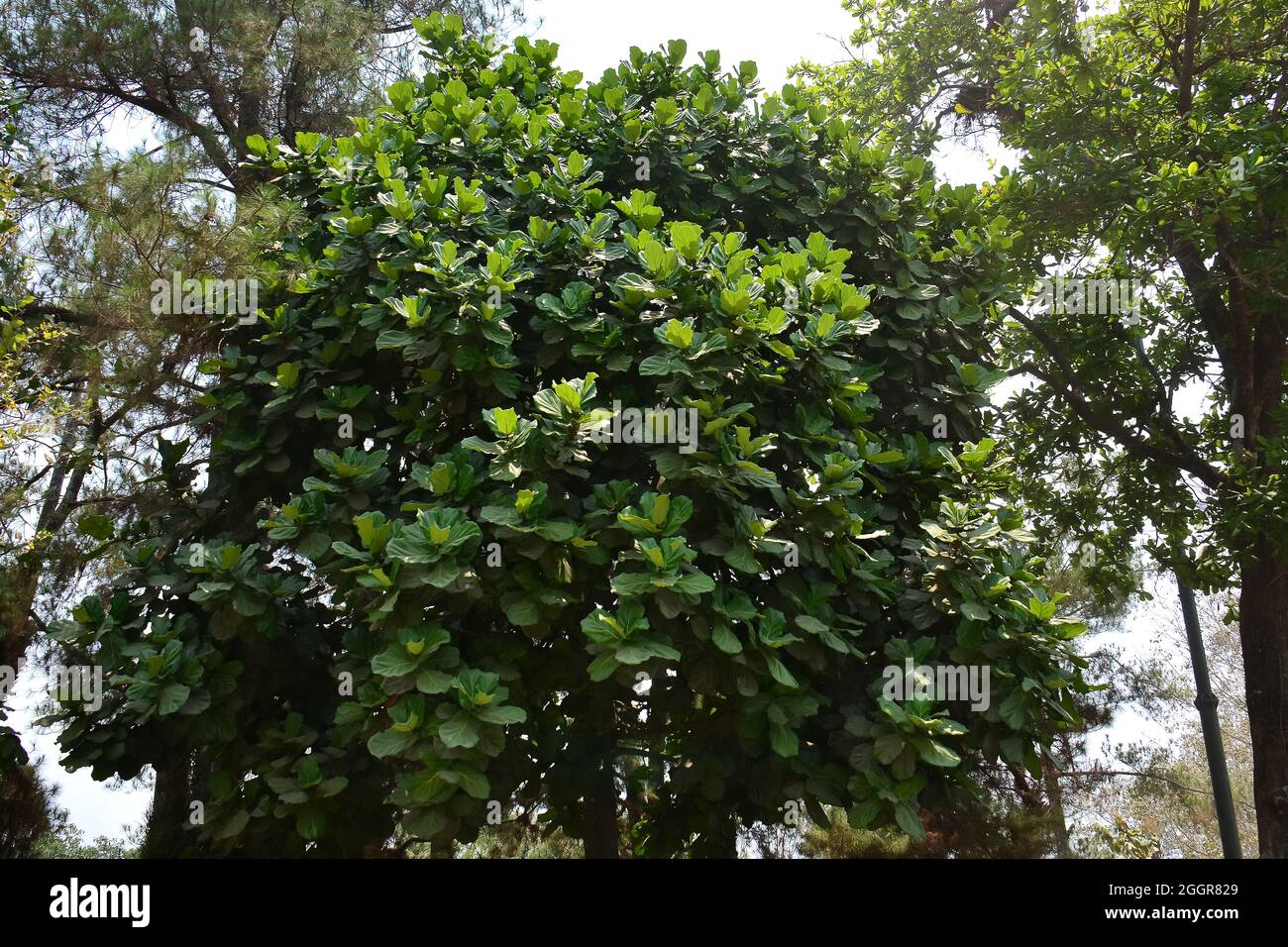 Fico a foglie di feddle, Geigen-Feige, Ficus lyrata, lantlevelű fikusz, Indonesia, Asia Foto Stock