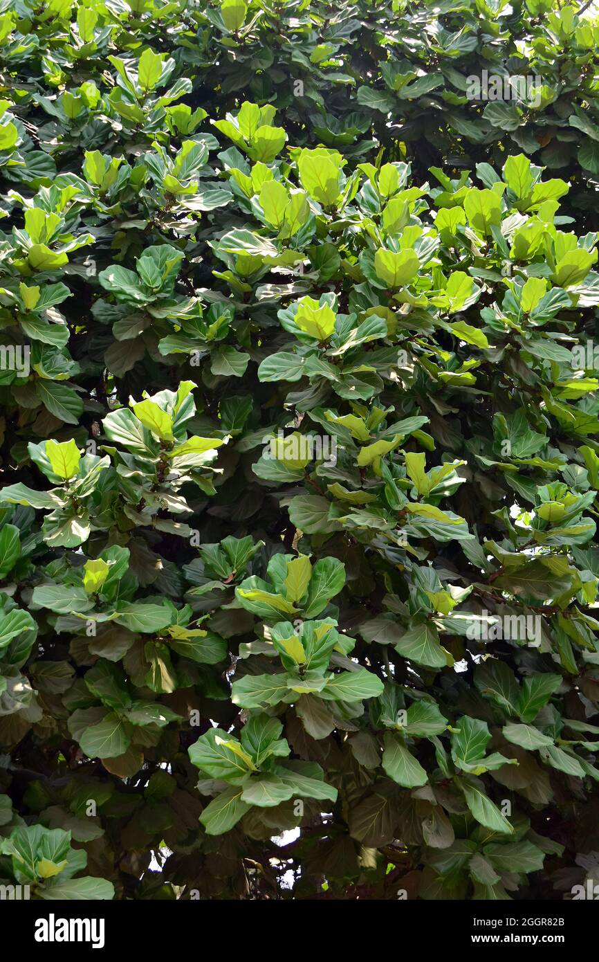 Fico a foglie di feddle, Geigen-Feige, Ficus lyrata, lantlevelű fikusz, Indonesia, Asia Foto Stock