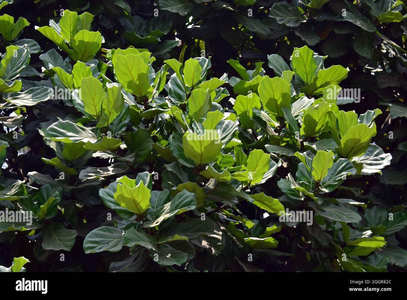 Fico a foglie di feddle, Geigen-Feige, Ficus lyrata, lantlevelű fikusz, Indonesia, Asia Foto Stock