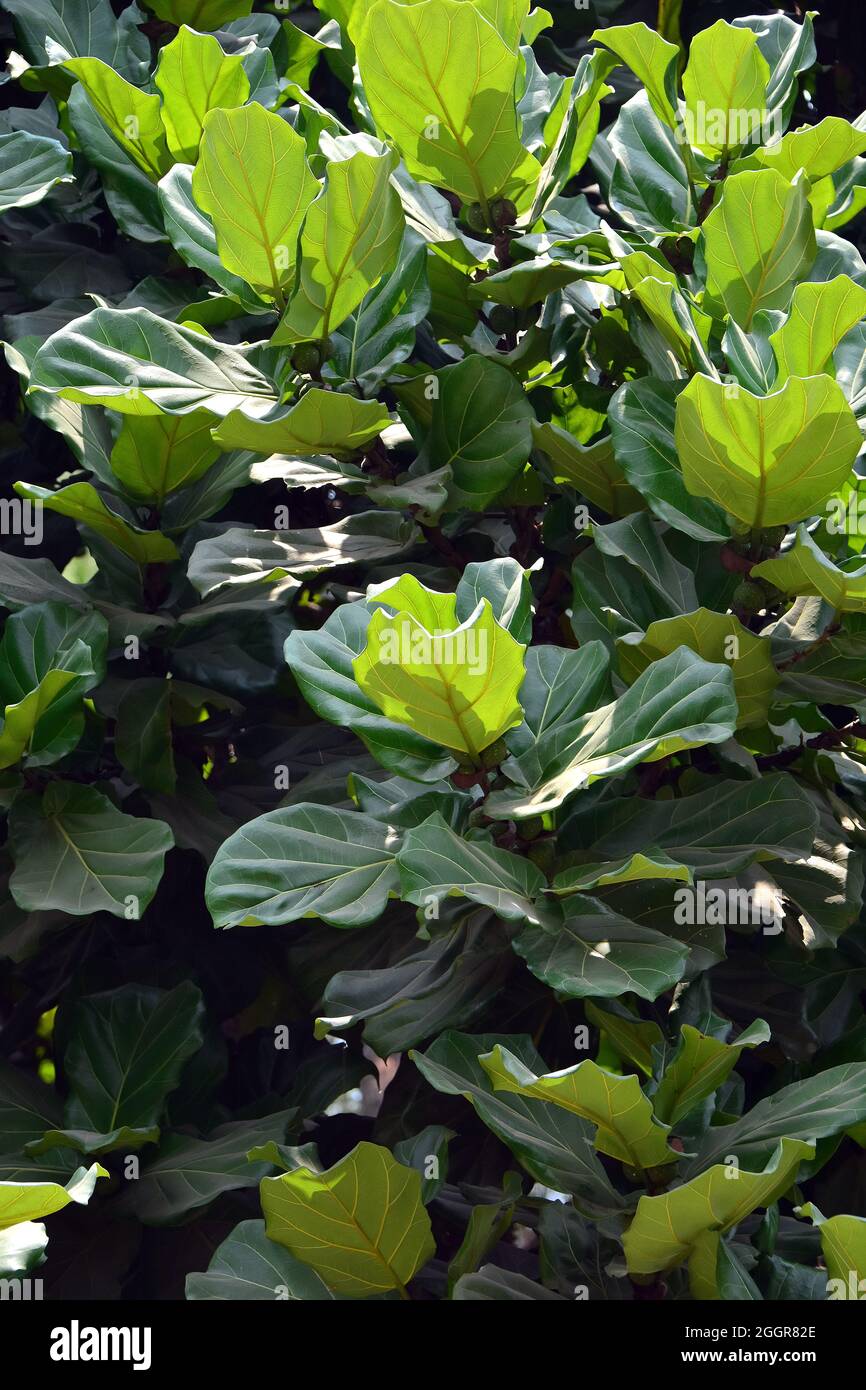 Fico a foglie di feddle, Geigen-Feige, Ficus lyrata, lantlevelű fikusz, Indonesia, Asia Foto Stock