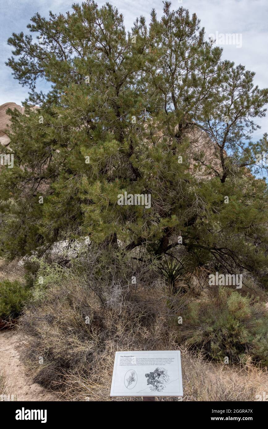 Un cartello interpretativo di fronte a un pino pinyon informa i visitatori di queste informazioni sul percorso naturalistico della Valle nascosta nel Parco Nazionale di Joshua Tree. Foto Stock