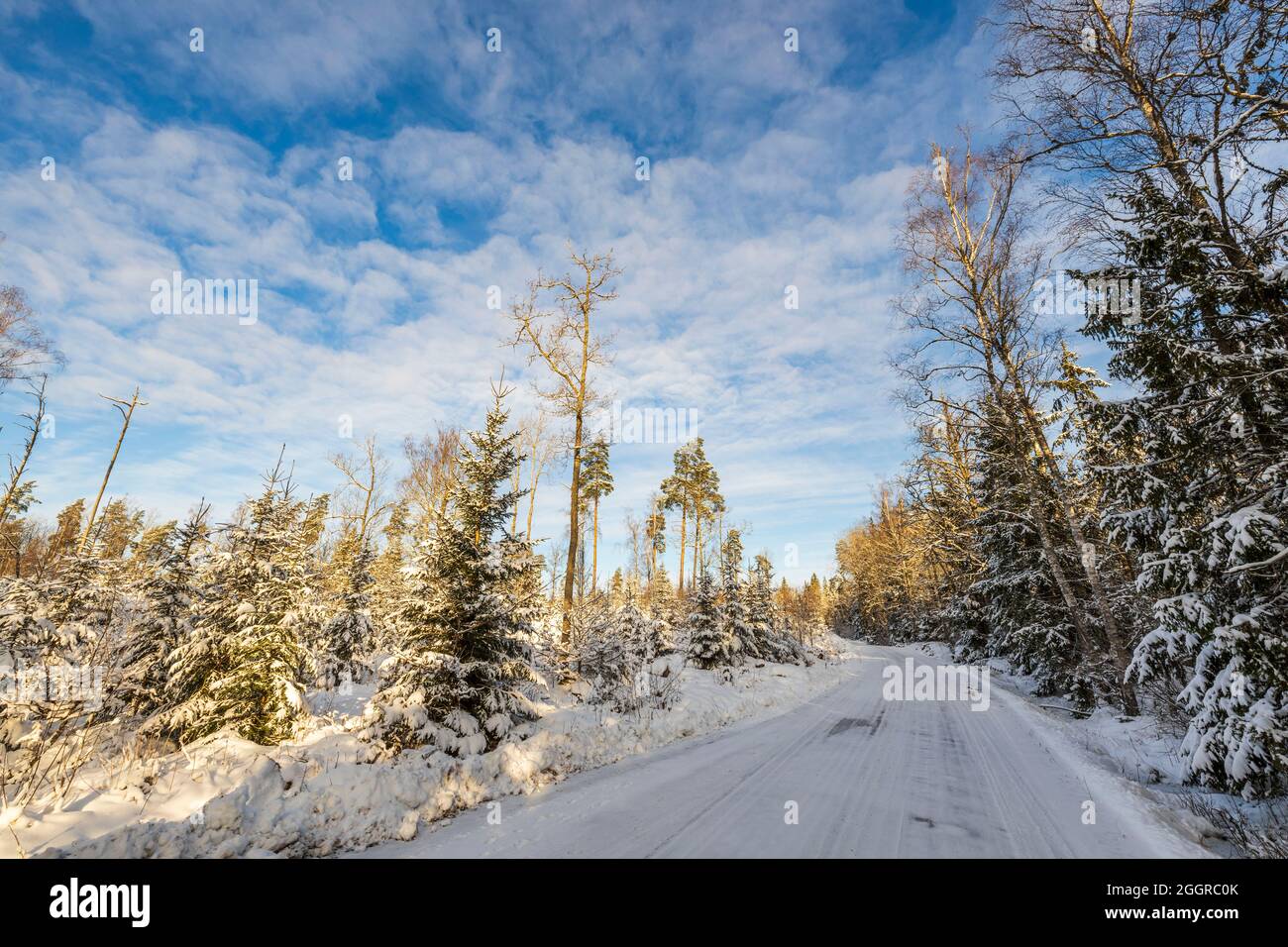 Splendida vista sul paesaggio invernale. Strada di campagna nella foresta di neve. Bella natura sfondo invernale. Svezia. Foto Stock