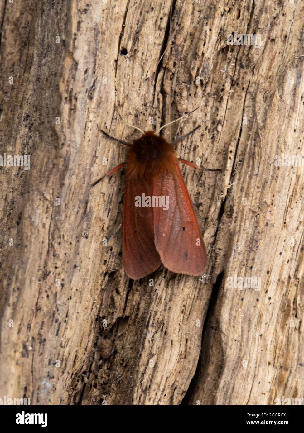 Phragmatobia fuliginosa, la Tigre Moby Moth, arroccata su un ceppo. Foto Stock