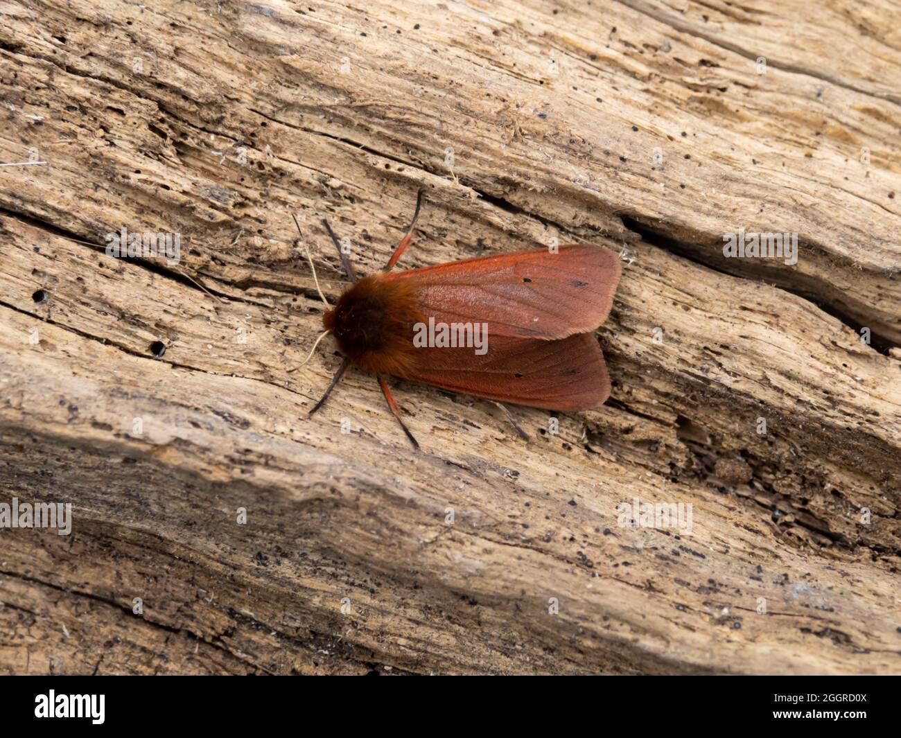 Phragmatobia fuliginosa, la Tigre Moby Moth, arroccata su un ceppo. Foto Stock