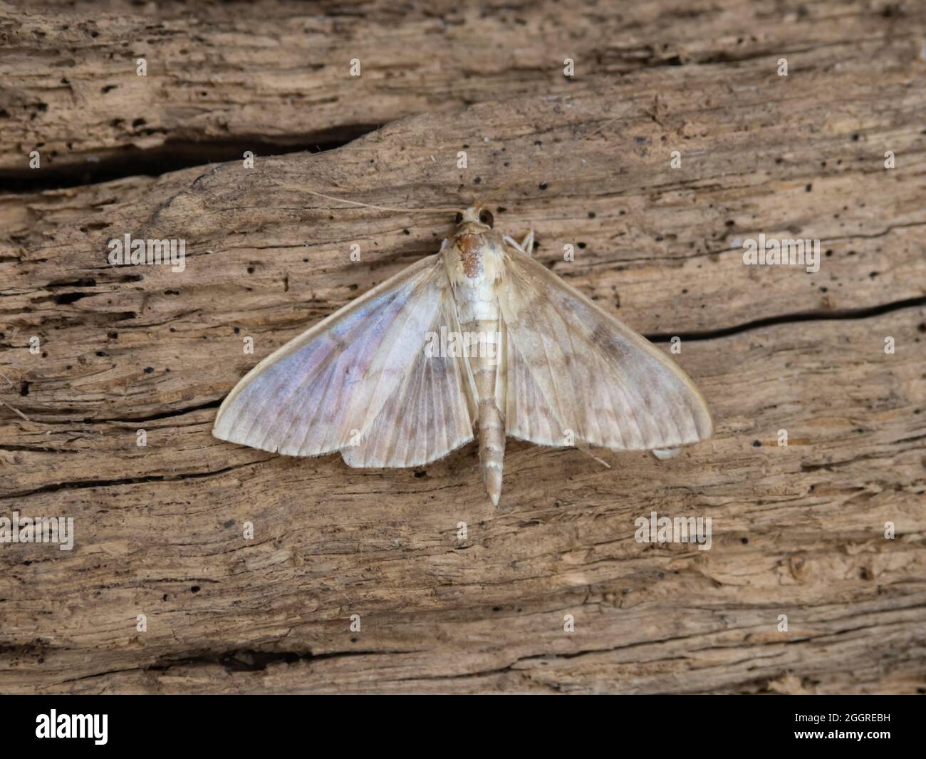 Patania ruralis, la Madre di Perla Moth, arroccata su un ceppo. Foto Stock