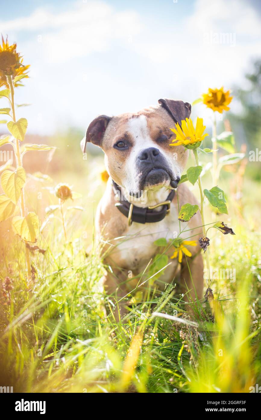 American Pit Bull Terrier seduto in un campo di girasole Foto Stock