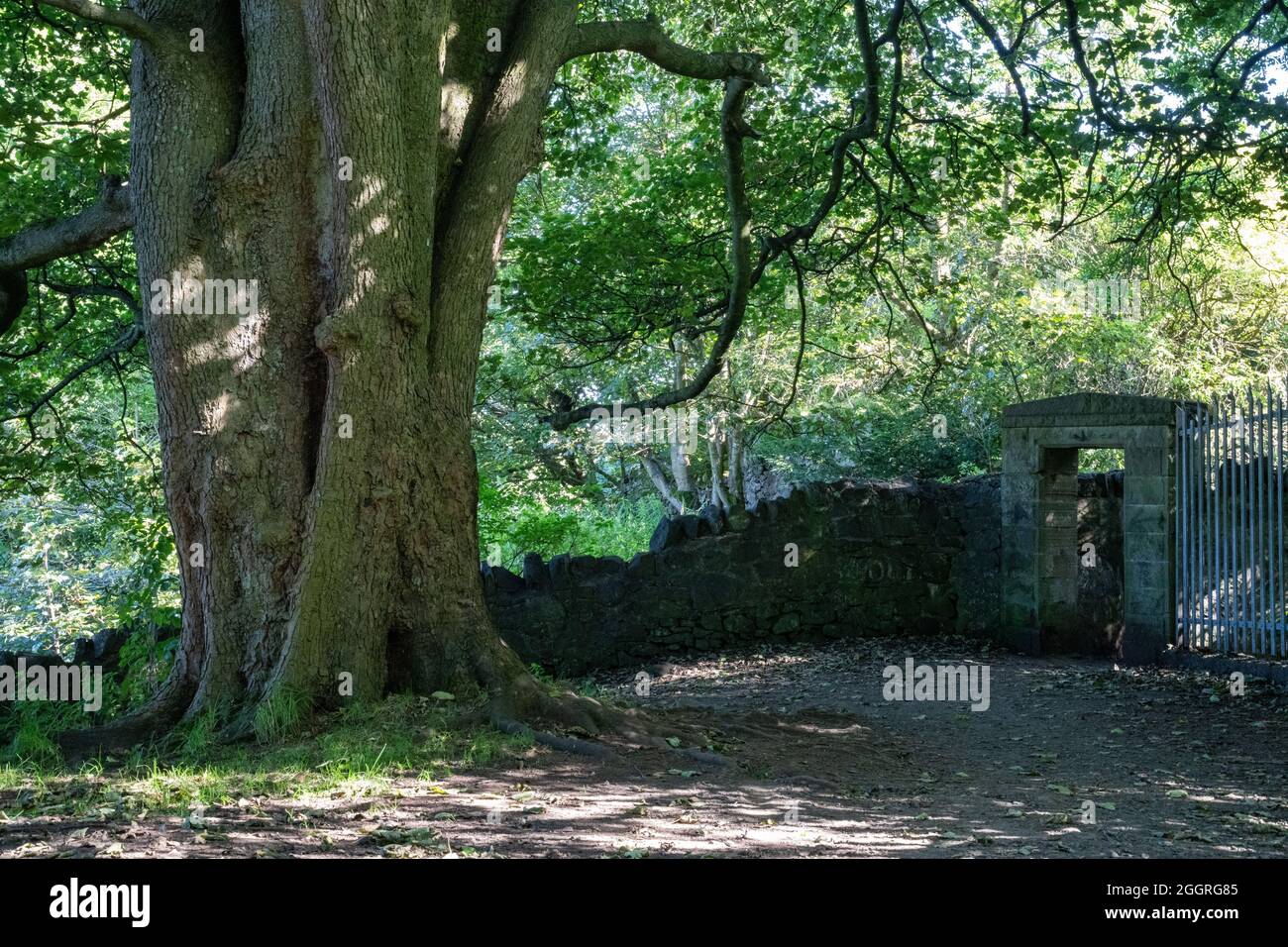 Guardando verso l'alto la tettoia dell'albero principalmente degli aceri della foglia grande, Edinburgh Scozia Regno Unito Foto Stock