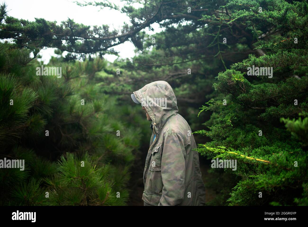 Vista posteriore dell'uomo in giacca con cappuccio, in piedi tra alberi di pino verde. Ocean Cove, Contea di Sonoma, Costa della California del Nord, Stati Uniti. Concetto di terapia della natura Foto Stock