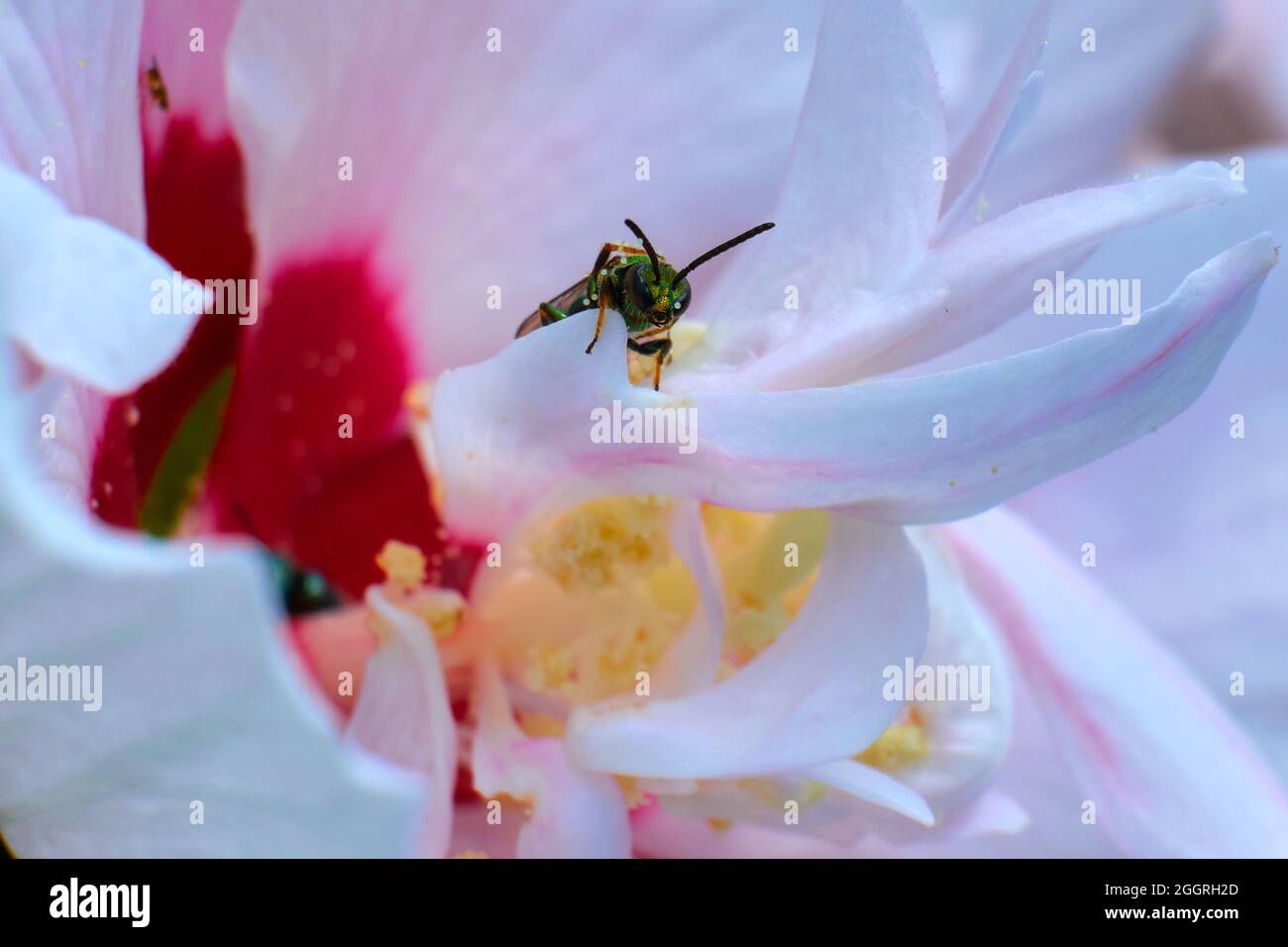 Augoclora pura ape verde sudorea ricoperta di polline Foto Stock