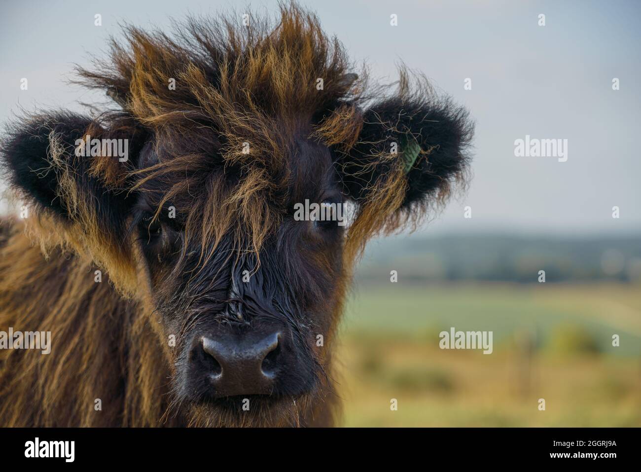 Primo piano di un bellissimo e inquisitivo vitello scozzese marrone delle Highland Foto Stock