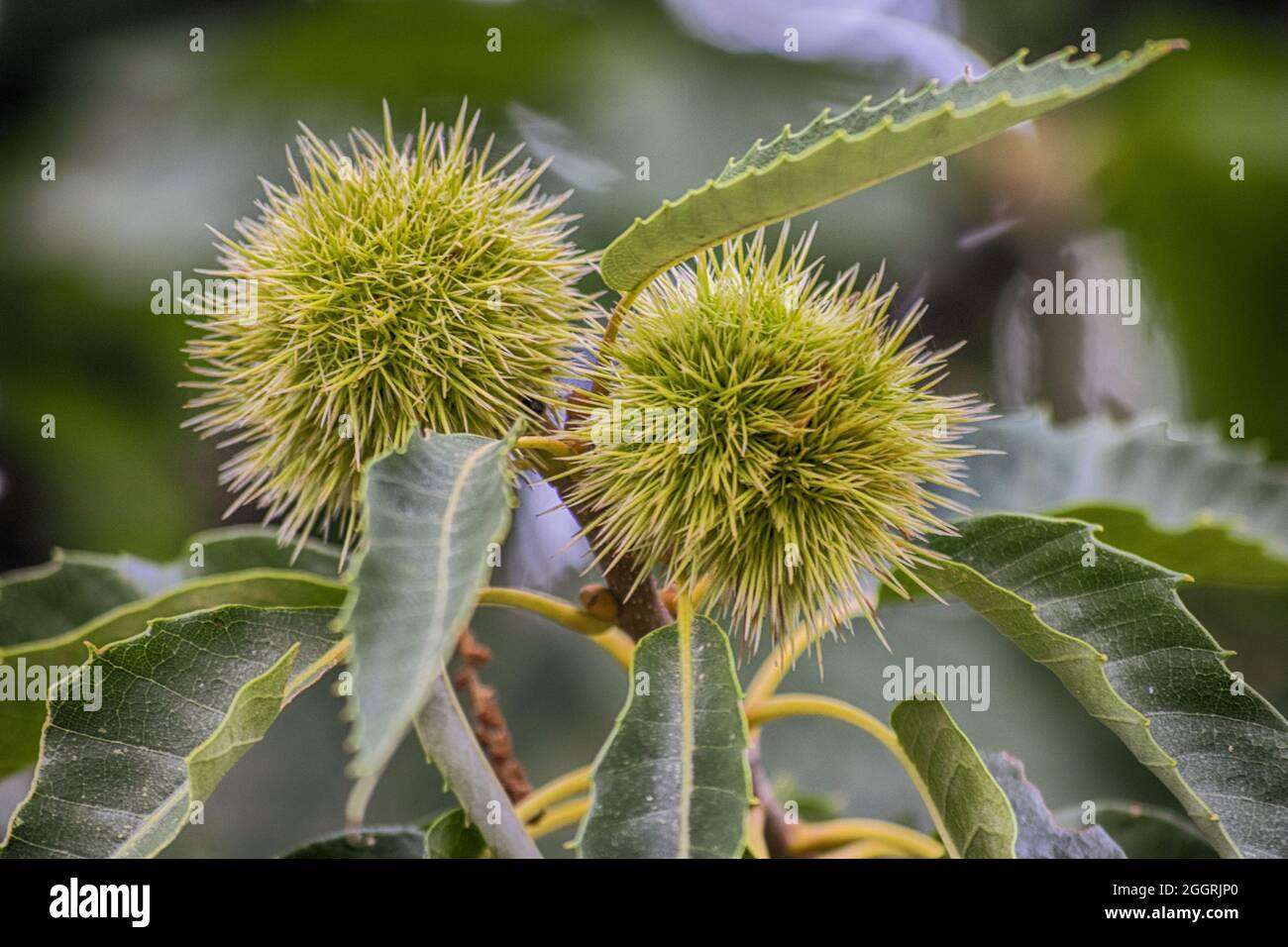 ricci verdi di castagno non aperti su castagno in estate Foto stock - Alamy
