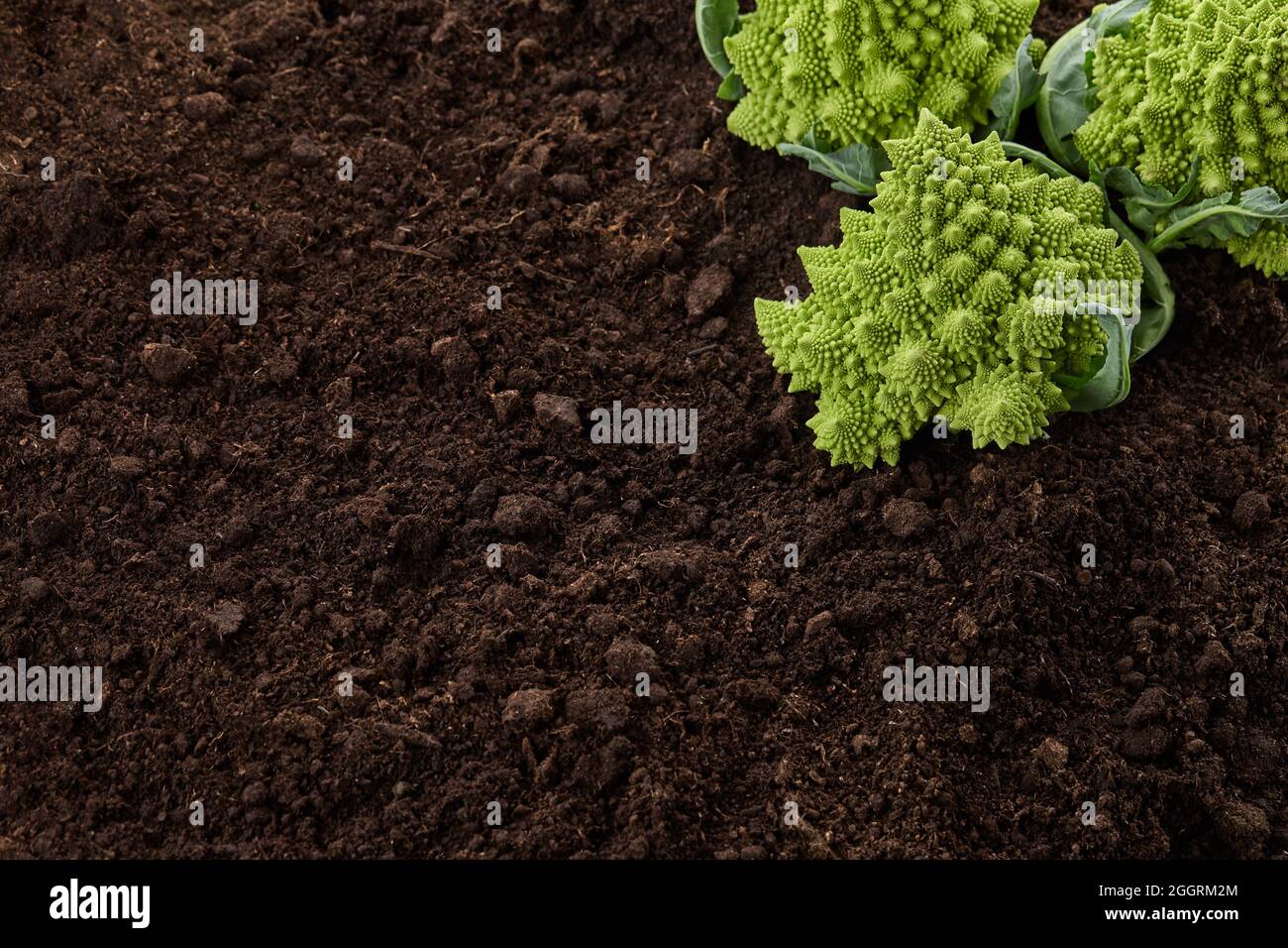 Il cavolfiore Romanesco si avvicina in primo piano su sfondo terreno Foto Stock