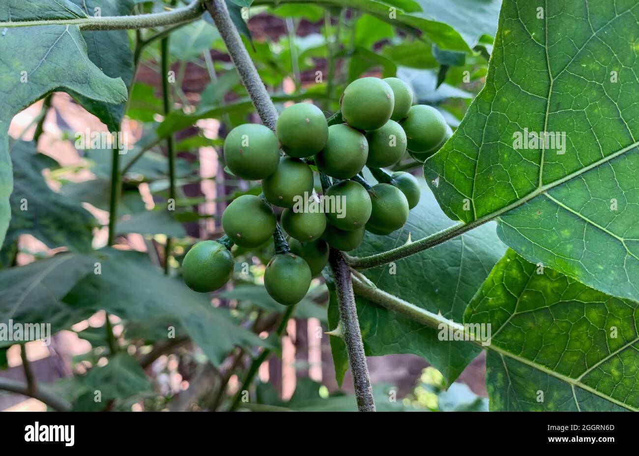 Insalate tradizionali a base di sundanese Leunca Solanum nigrum. Foto Stock