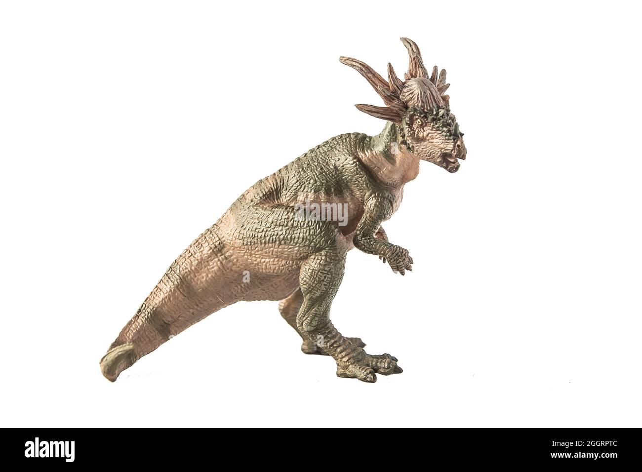 Dinosauro Stygimoloch su sfondo bianco . Foto Stock