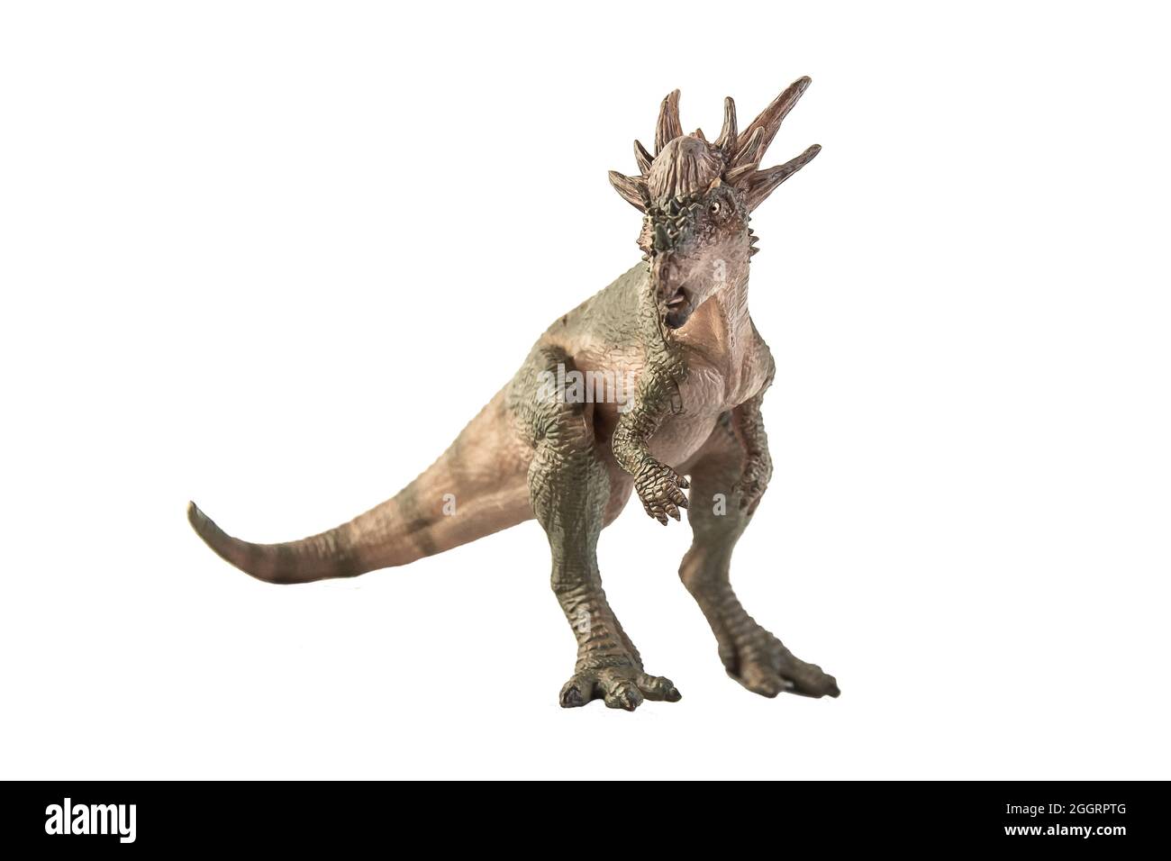 Dinosauro Stygimoloch su sfondo bianco . Foto Stock