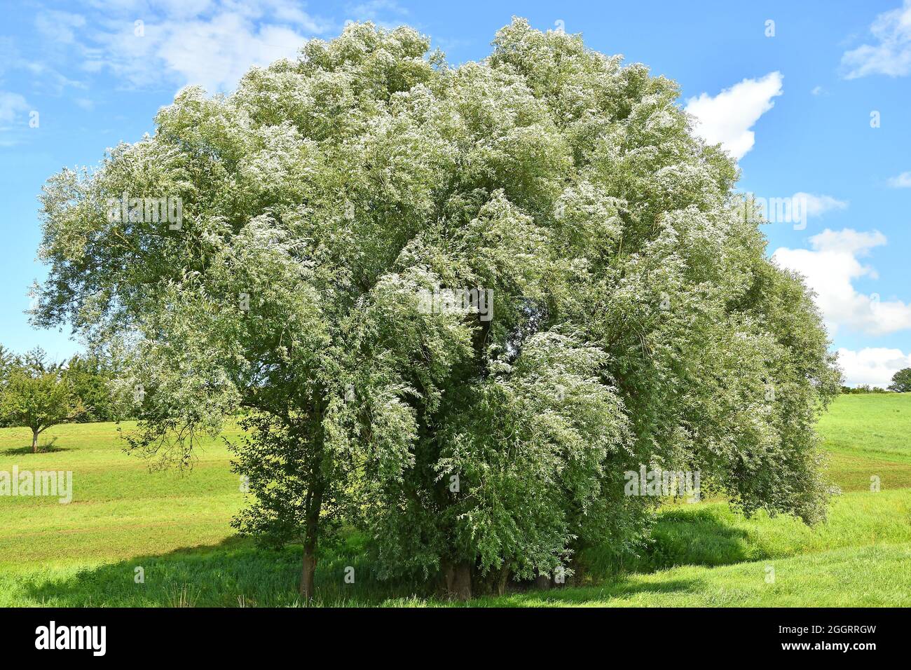 White Willow su un prato verde con un cielo blu in estate in Germania Foto Stock