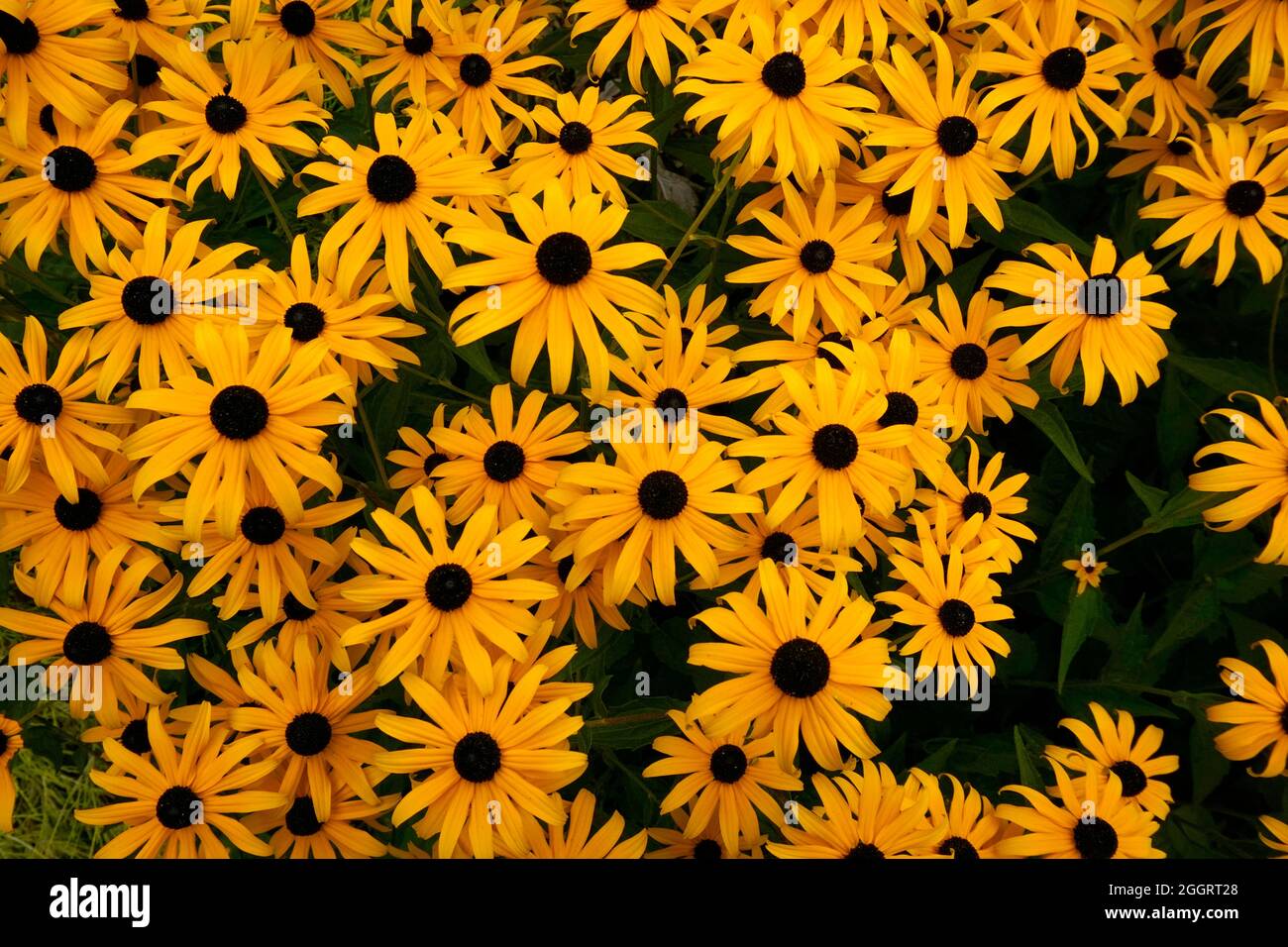 Una full-frame, vista dall'alto di Black-Eyed Susans (Rudbeckia hirta) in fiore Foto Stock