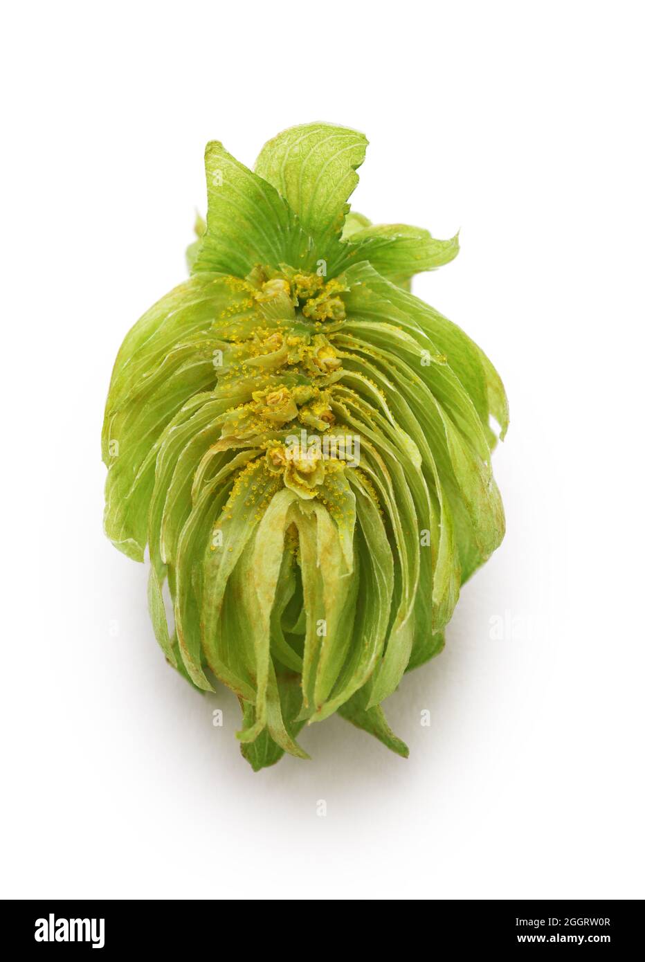 Sezione trasversale di luppolo crudo, grani gialli sono luppolina Foto Stock