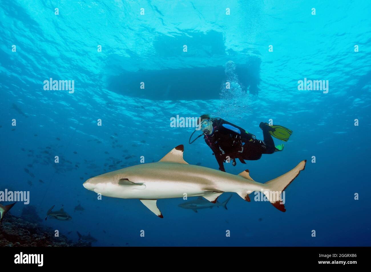 Taucherin betrachtet Schwarzspitzenriffhai (Carcharhinus melanopterus), darüber an der Wasseroberfläche Tauchboot, Indischer Ozean, Pazifik, Yap, FSM Foto Stock