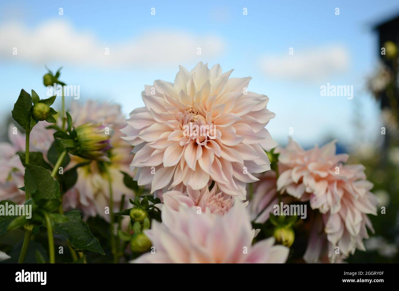 Piatto da pranzo rosa 'Cafe Au Lait' Dahlia Flower. Foto Stock