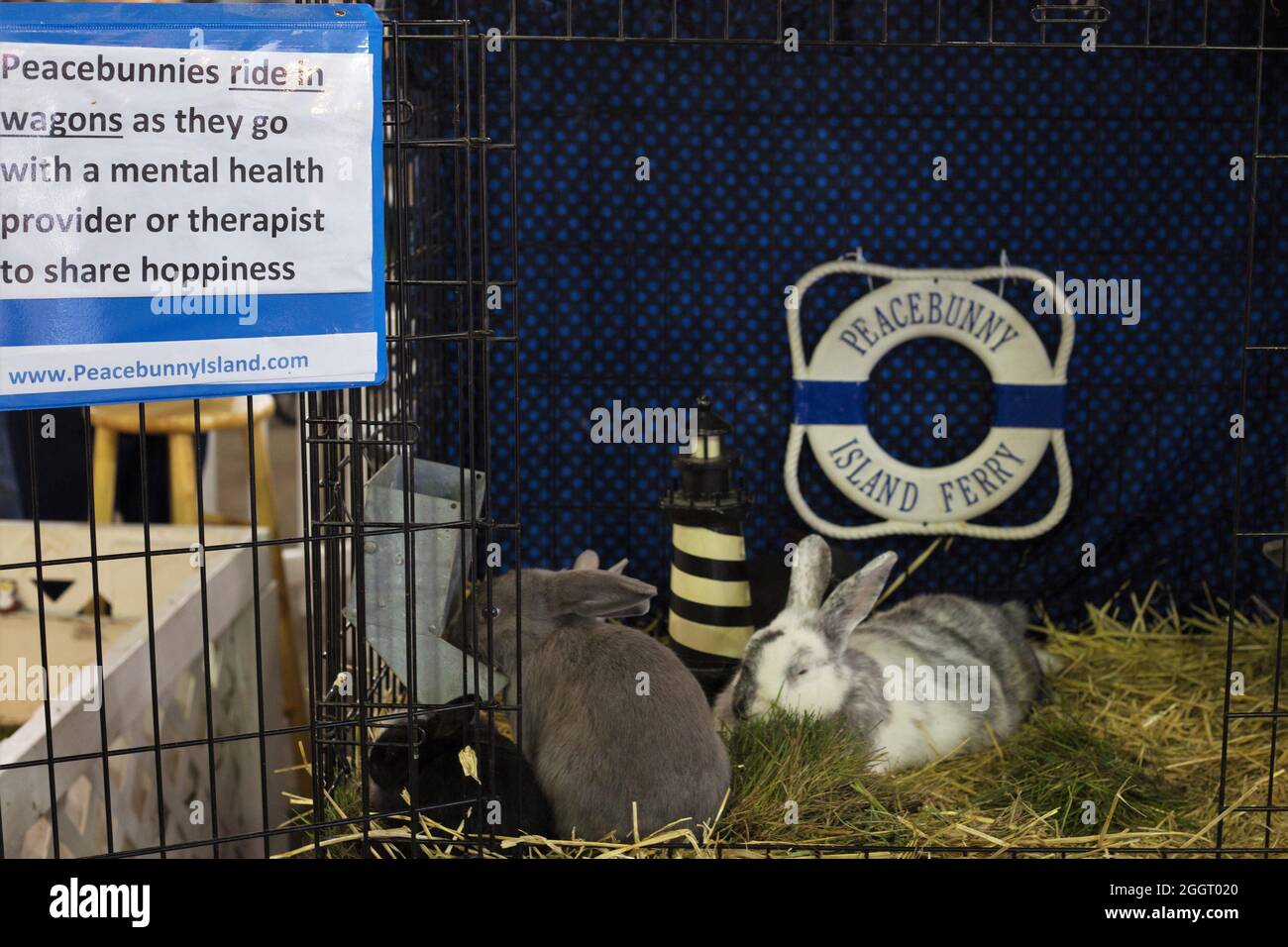 Un'esposizione di Peacebunnies, conigli che sono usati dai fornitori di salute mentale per fornire il comfort. Foto Stock