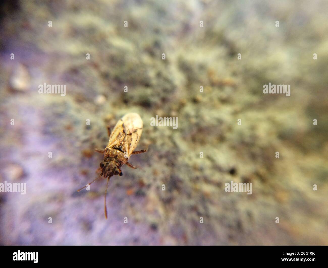 Piccolo bug giallo seduto sulla roccia Foto Stock