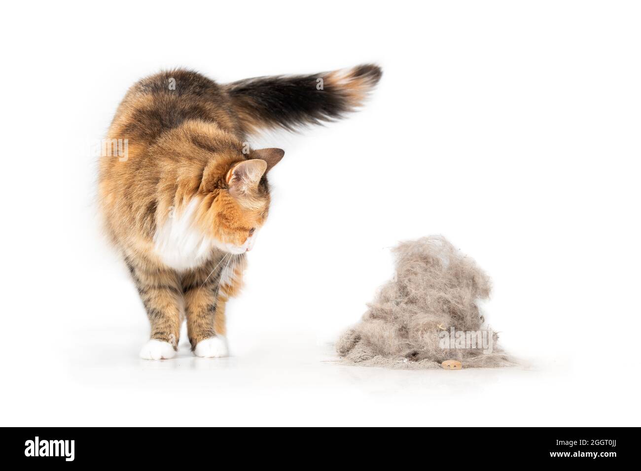 Cat che guarda un mucchio grande di pellicce di animali domestici e detriti di sporcizia raccolti da un vuoto ciclonico. Carino gattino in piedi con curioso linguaggio del corpo accanto a un grumo di Foto Stock