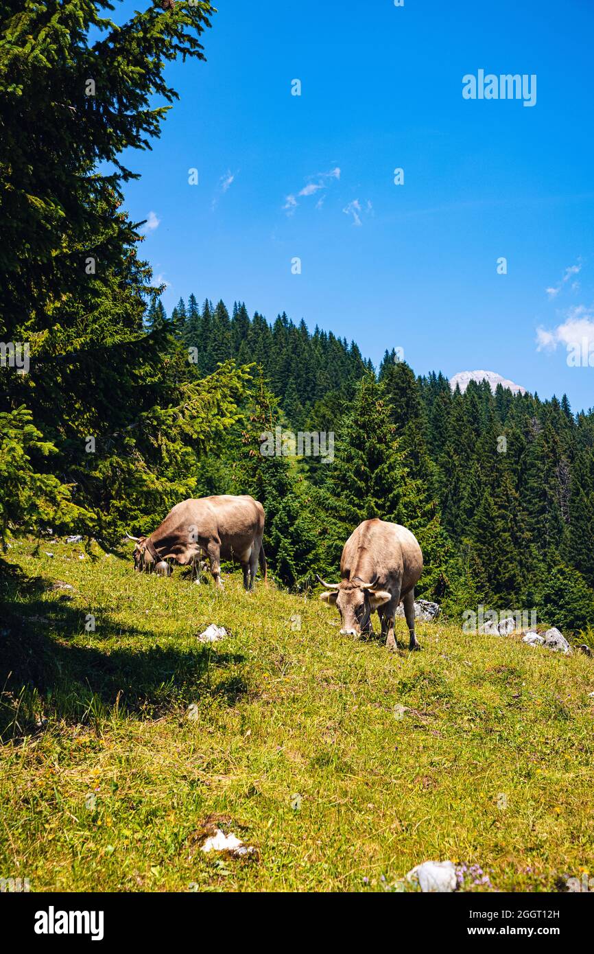 Mucche tipiche svizzere su un pascolo alpino nelle Alpi, estate Foto Stock