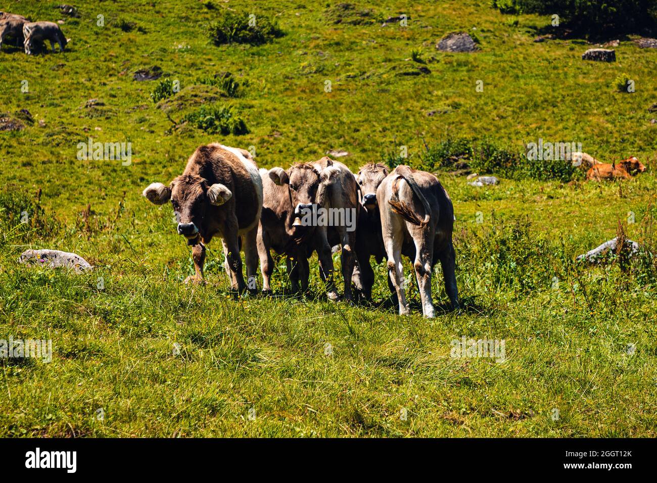 Mucche tipiche svizzere su un pascolo alpino nelle Alpi, estate Foto Stock