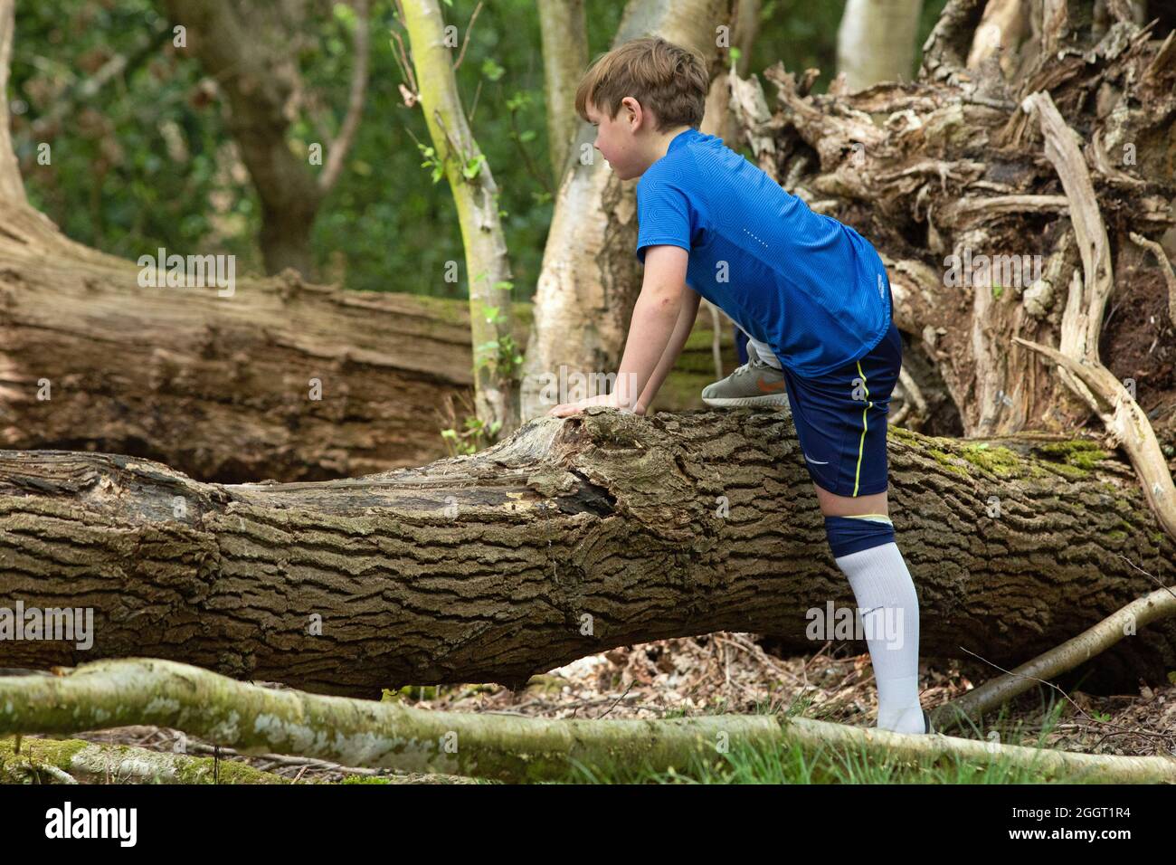 Giovane ragazzo scoprendo la sfida e l'esperienza di arrampicarsi su nature ostacoli naturali, sotto forma di un tronco di albero morto caduto nel bosco. Foto Stock