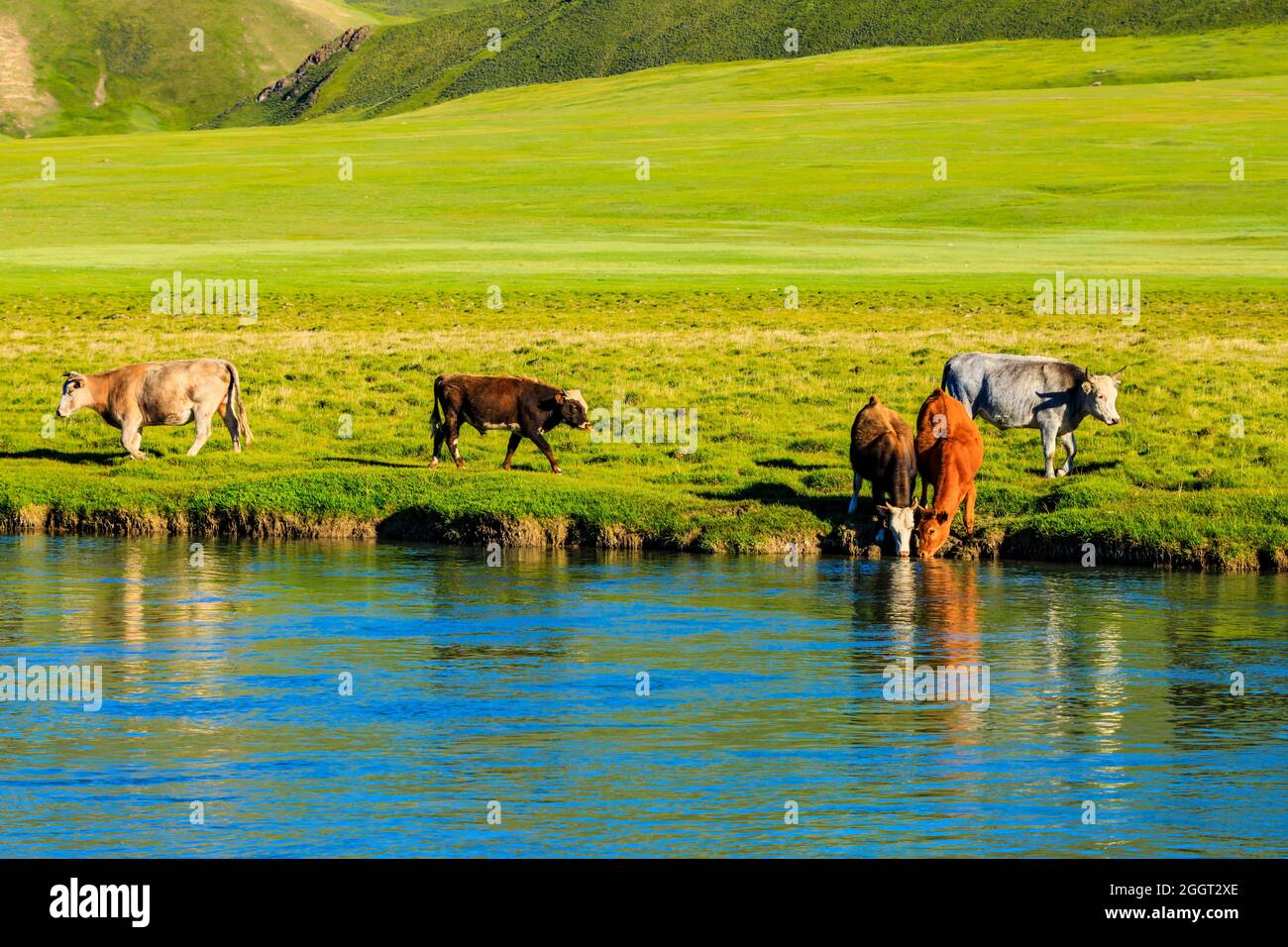 I vitelli bevono acqua vicino al fiume nella prateria. Foto Stock