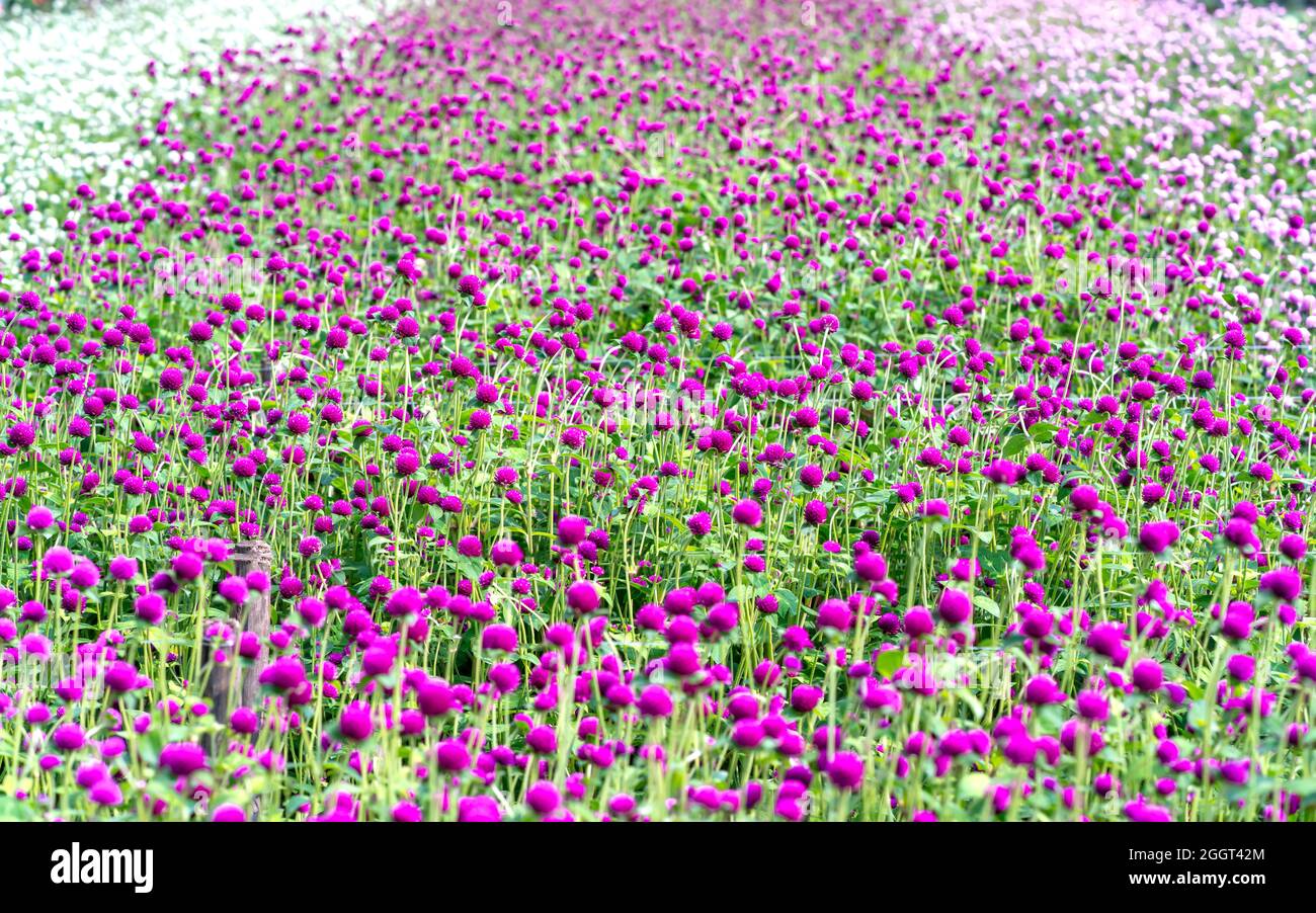 Il campo viola dei fiori di Amaranth Globe fiorisce nell'area eco-turistica. I fiori sono usati per decorare il senso generare un paesaggio freddo Foto Stock