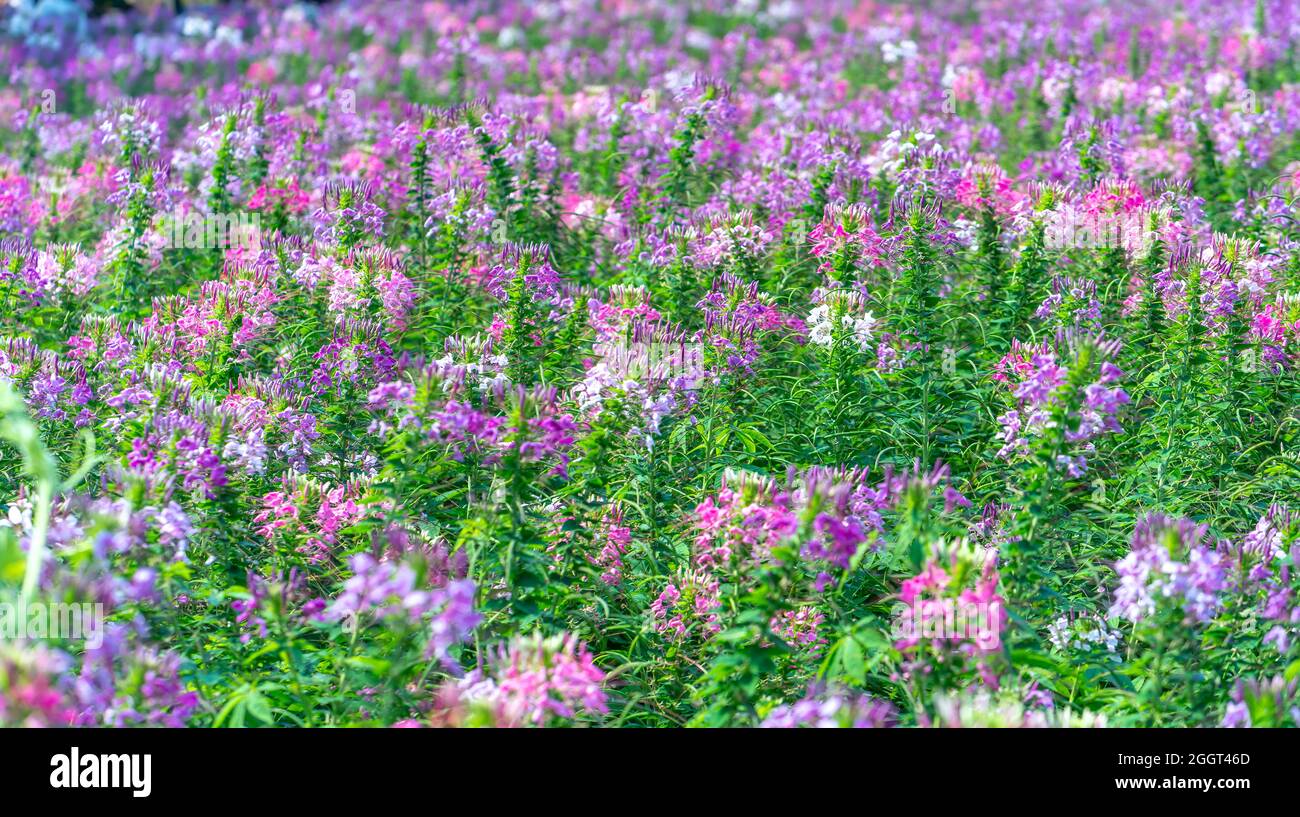 Cleome spinosa fiore campo fiorisce brillantemente in eco-turismo zona. I fiori sono usati per decorare corridoi, spazi giardino e creare aria fresca Foto Stock