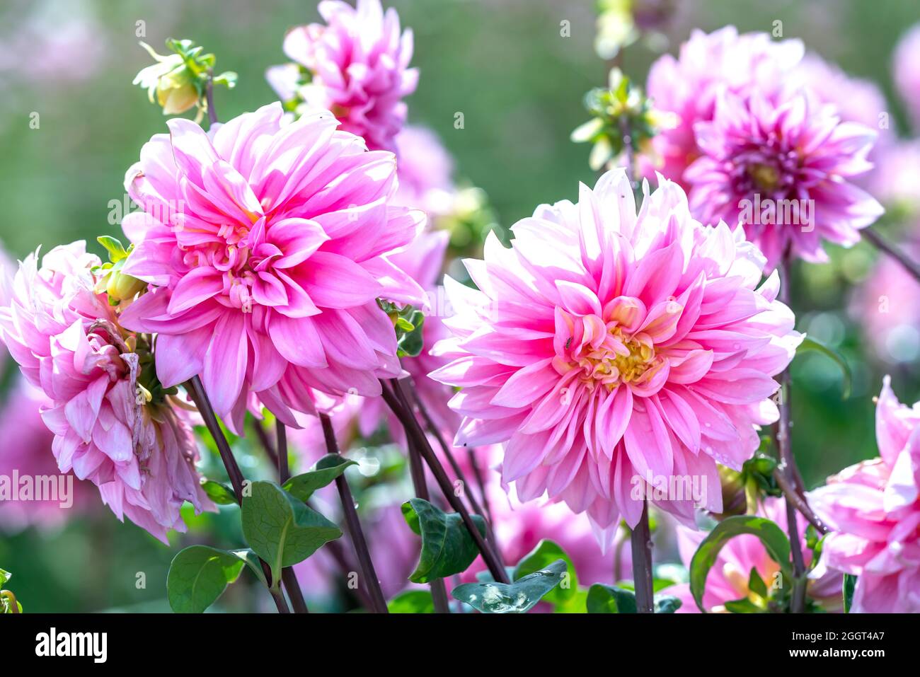 Dahlia fiorisce in un giardino ecologico, una pianta di tubero perenne che fiorisce solitamente in estate e in autunno, originata dal Messico. Foto Stock