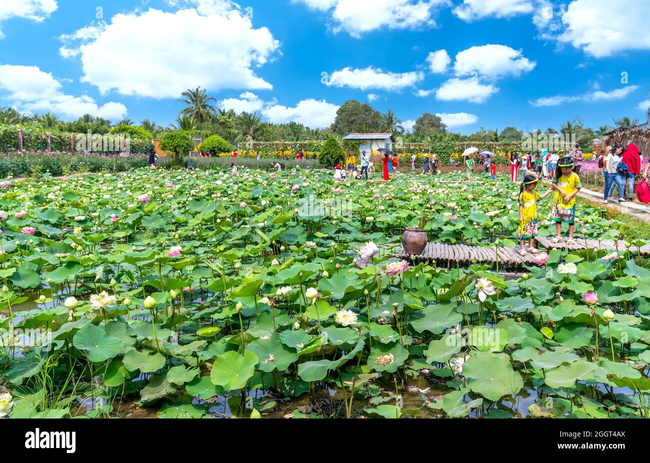 I campi di loto fioriscono nell'area eco-turistica attirando i turisti a visitare e scattare foto nella tranquilla campagna del Vietnam occidentale Foto Stock