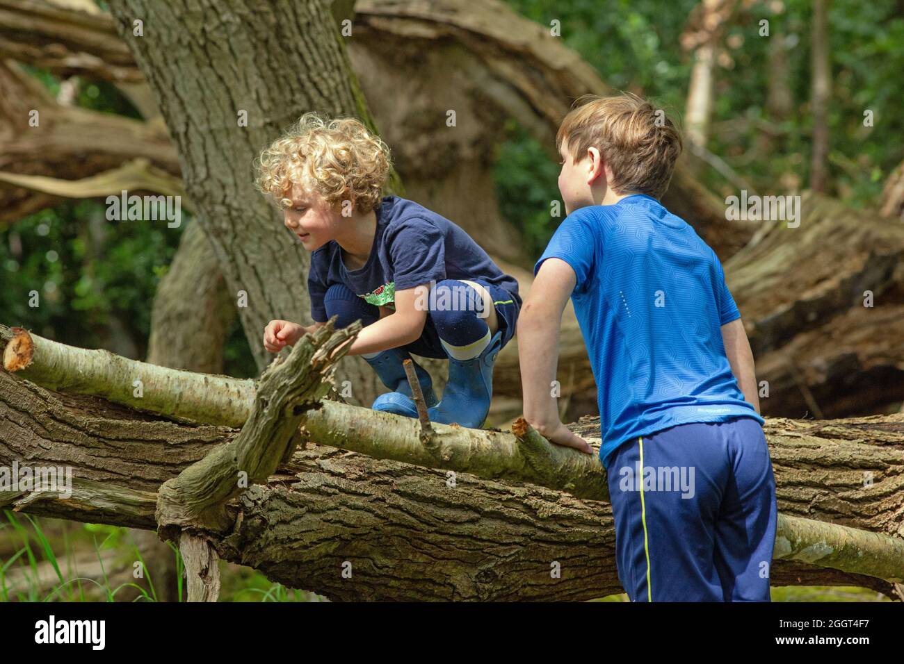 Due ragazzi, fratelli, fratelli, fratelli, arrampicate, climbering, bilanciamento su un tronco caduto di albero in bosco. Scoperta e scoperta della natura condivisa. Rura Foto Stock