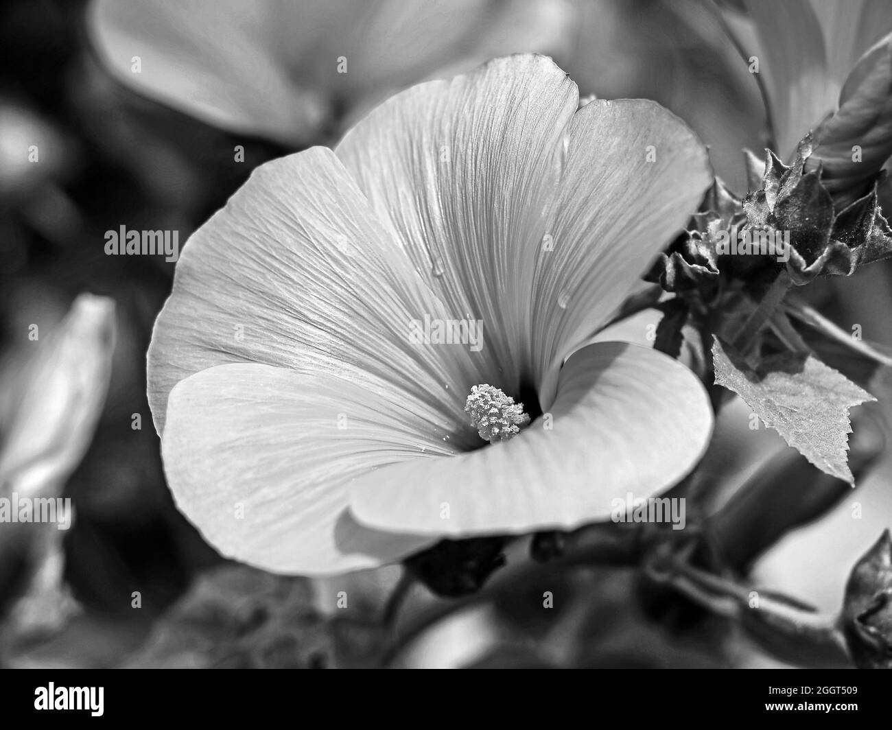 Albero mallow fiore in bianco e nero Foto Stock