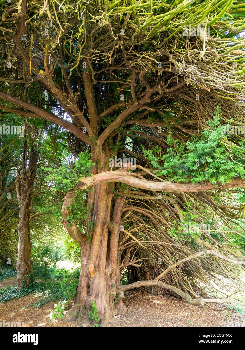 Antico albero di tasso con rami attorcigliati e foglie verdi Foto Stock