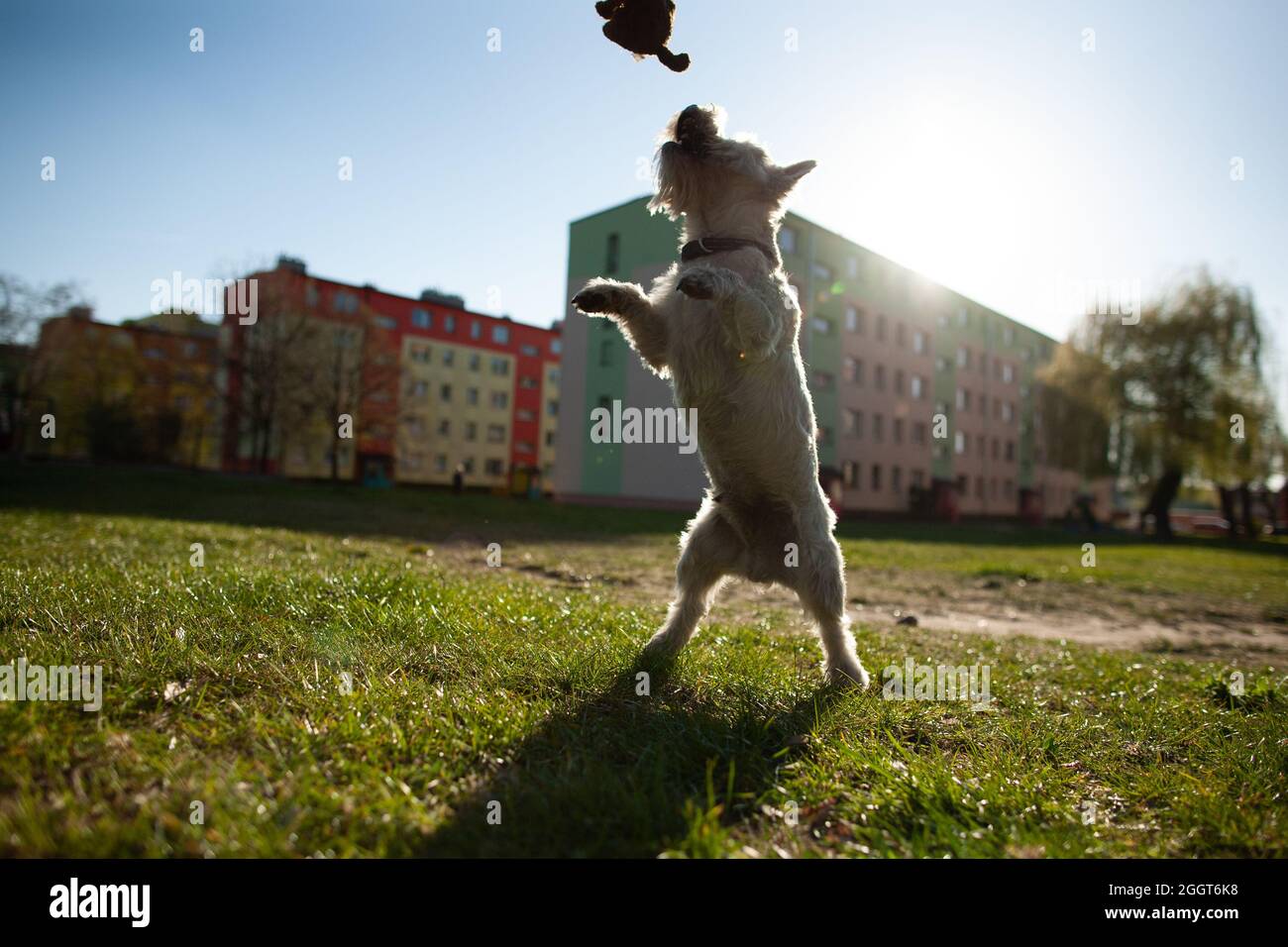 Il cane terrier bianco delle West Highland sta su due gambe e cerca di catturare il cane giocattolo che gioca all'aperto in una giornata di sole Foto Stock