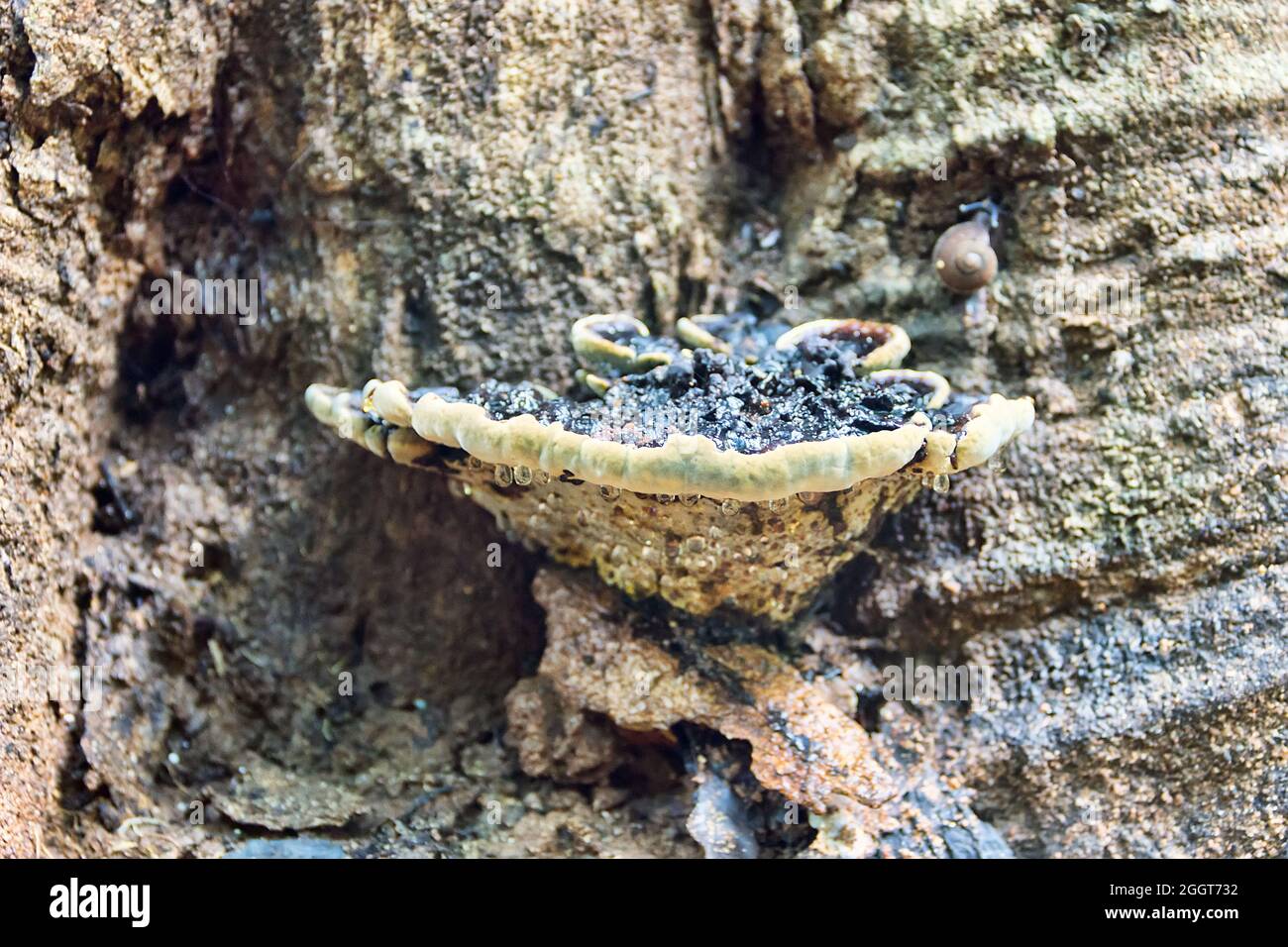 fungo dell'albero tropicale (tinder) con una massa di marciume rimane nella ciotola. Questa è la base per la crescita della prossima generazione di funghi. Abov. Destro Foto Stock