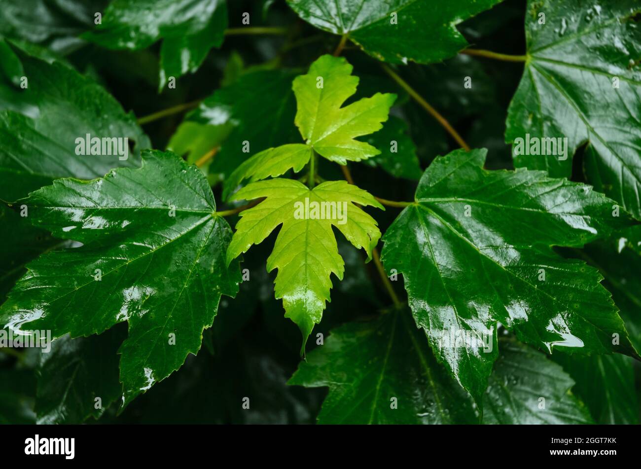 Foglie di acero verde umido (Acer pseudoplatanus), noto anche come acero sicomoro in una giornata piovosa in una foresta in Germania, Europa Foto Stock
