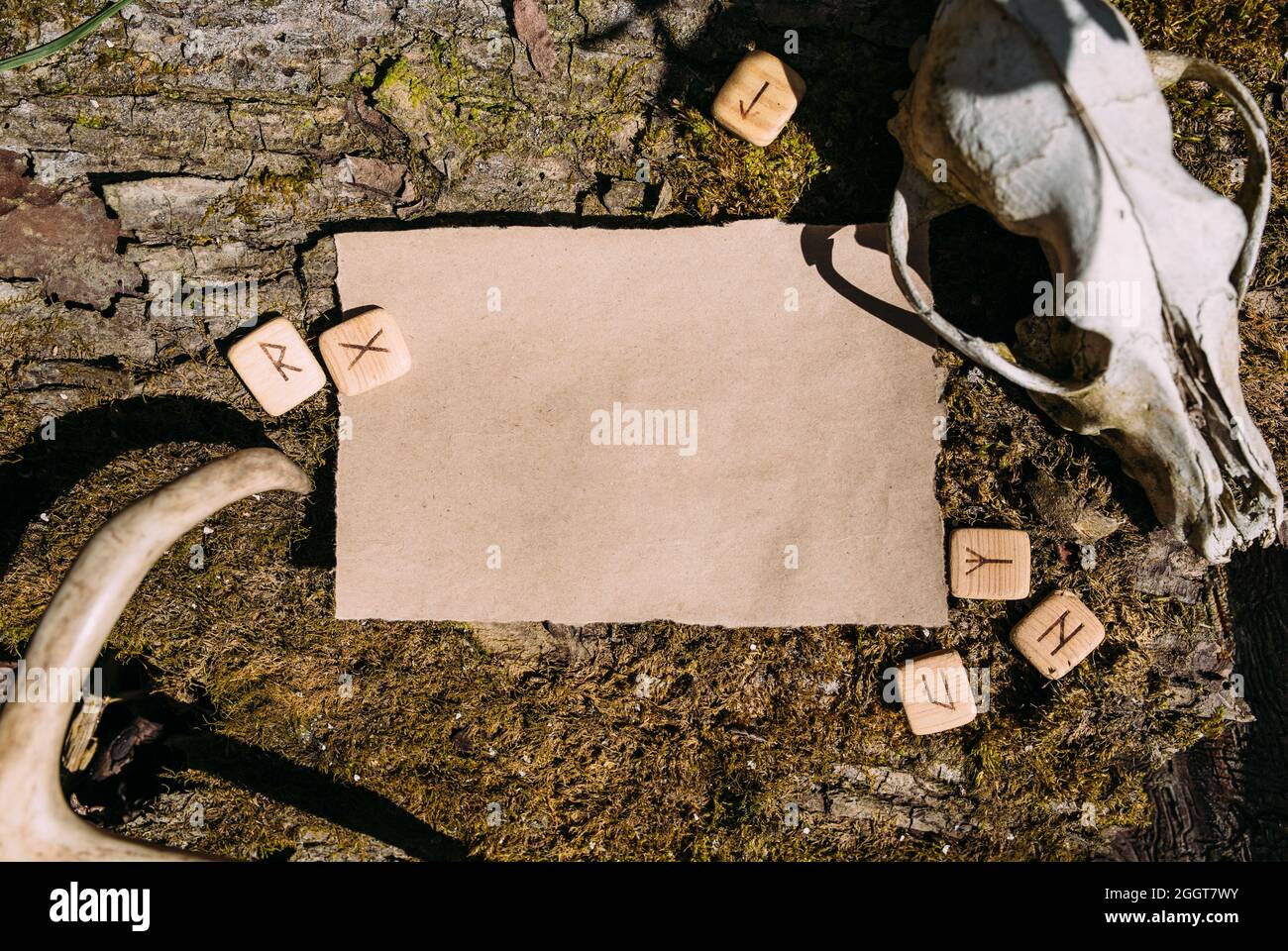 Modello in carta Kraft mockup sullo sfondo della foresta con un magico umore misterioso. Foto Stock