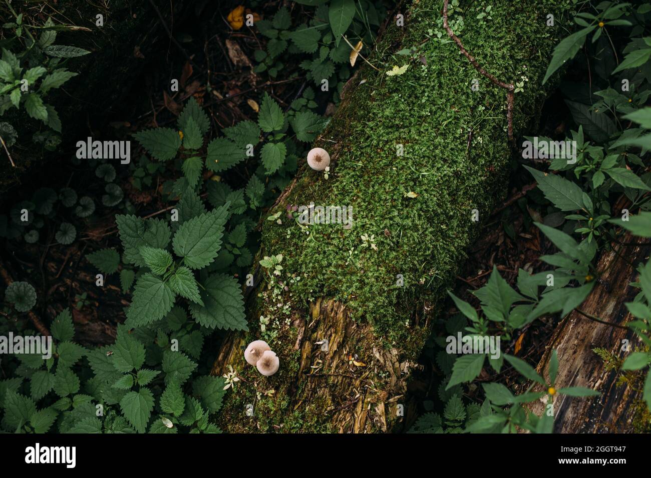 Atmosfera mistica autunnale in una vecchia foresta. Fantasy sfondo con muschio. Foto Stock